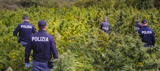 Nuoro: scoperta piantagione di marijuana, due denunciati