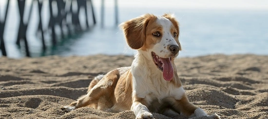 #senontiportononparto, la Polizia contro l’abbandono degli animali