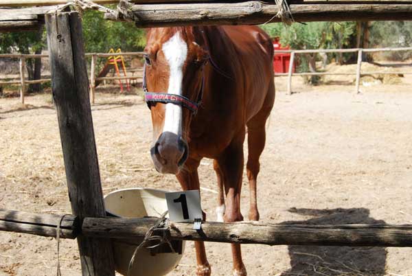 Cavallo sequestrato dalla Polizia di Stato